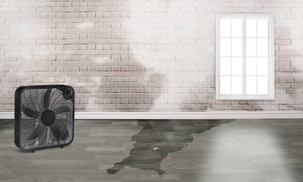 Best Carpet water damage restoration  in Greensburg, KY